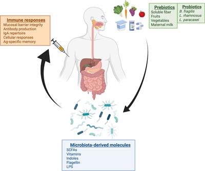 Microbiota and the Response to Vaccines Against Respiratory Virus